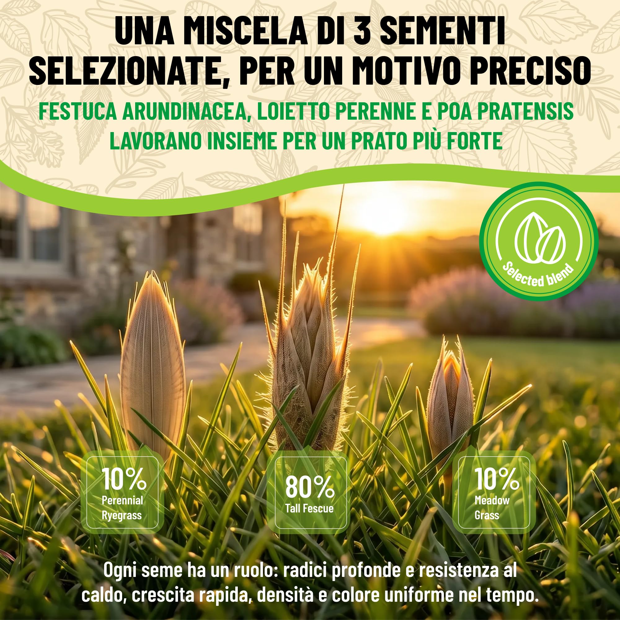 BIOEXXE Semillas Cesped Resistente Raigrás Inglés 160 m² - Festuca Arundinacea Grama Gruesa Crecimiento Rápido - Semillas de Césped Repoblador Rápido