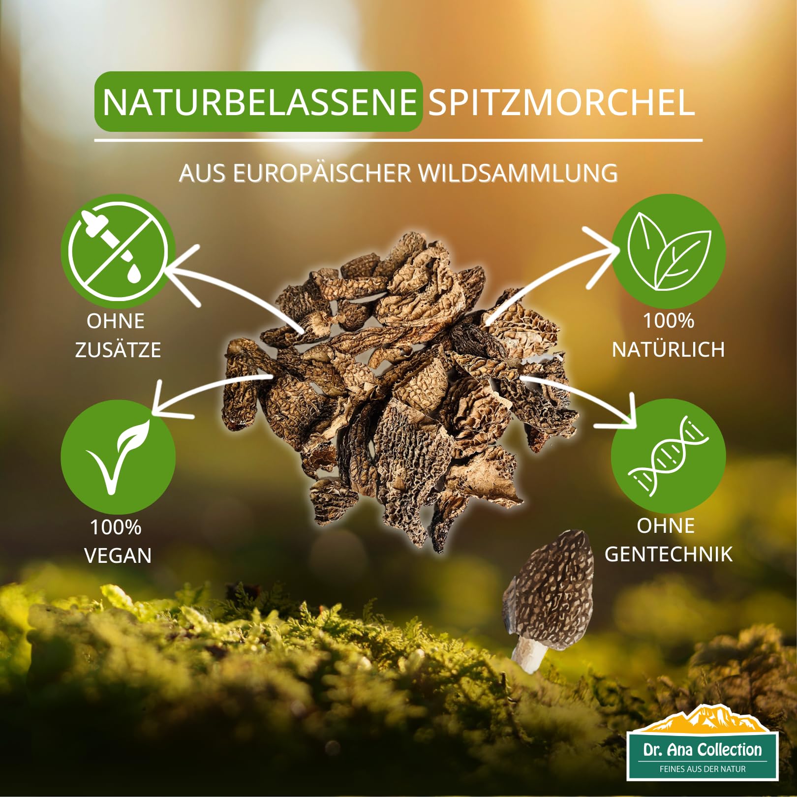 Dr. Ana Collection - getrocknete Spitzmorcheln Bruch - gebrochene Köpfe ohne Füße (100g) | Premium-Qualität | handverlesen | aus europäischer Wildsammlung | ohne Zusatzstoffe -100% naturbelassen