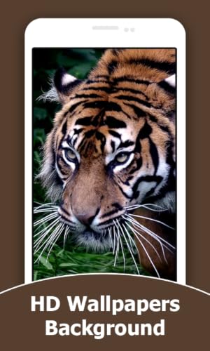 Tiger Wallpapers