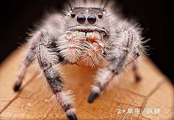 Amazon.co.jp: AstrHori 25mm F2.8 MACRO 2.0-5.0X Xマウント