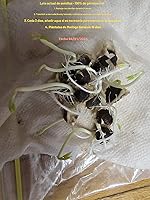 Vista 5 de 100 Semillas de Moringa Aproximadamente Semillas de Moringa para Plantar Comestibles, Excelente Germinación Grado Premium PKM1 Semillas