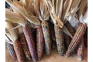 Circle Bar J Ranch Indian Corn with Husk 6 Ears: Enchanting Fall Decor