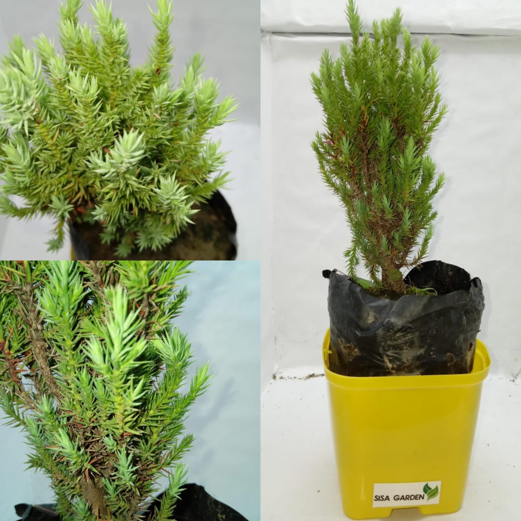 SISA GARDEN Live plants for Home,School, office Decoration (Juniper pine plant) (B0CFVBVSNB) Amazon Price History, Amazon Price Tracker