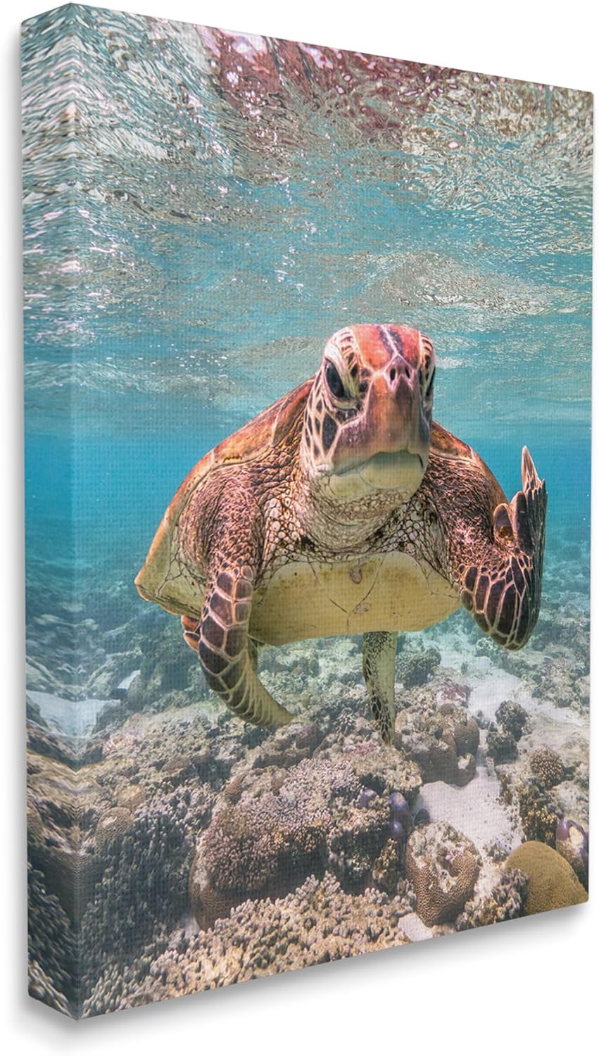 Stupell Industries Angry Turtle Middle Finger Canvas Wall Art by Mark Fitzpatrick