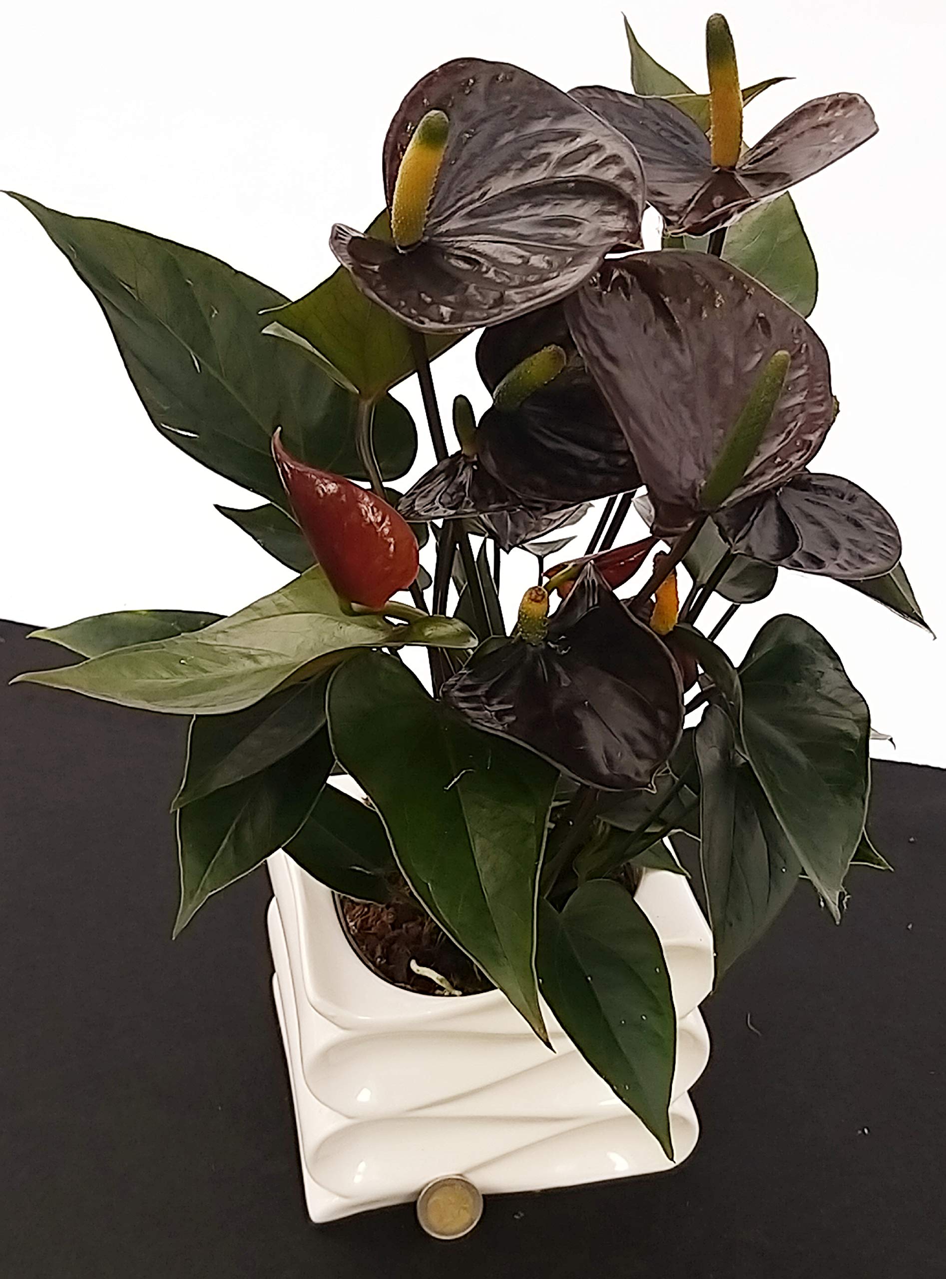 POWERS TO FLOWERS - VRIESEA ROSSA IN VASO CERAMICA ARGENTO, pianta vera