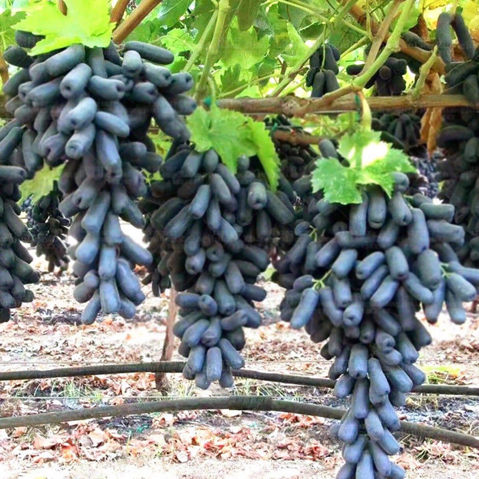 GQCQGS 30 Grape Seeds High Germination Rate Easy To Cultivate Water Demanding Fibre Crops Yard Seeds Of Non-Gmo Grapes For Garden Home Farming Grape Seeds One Size