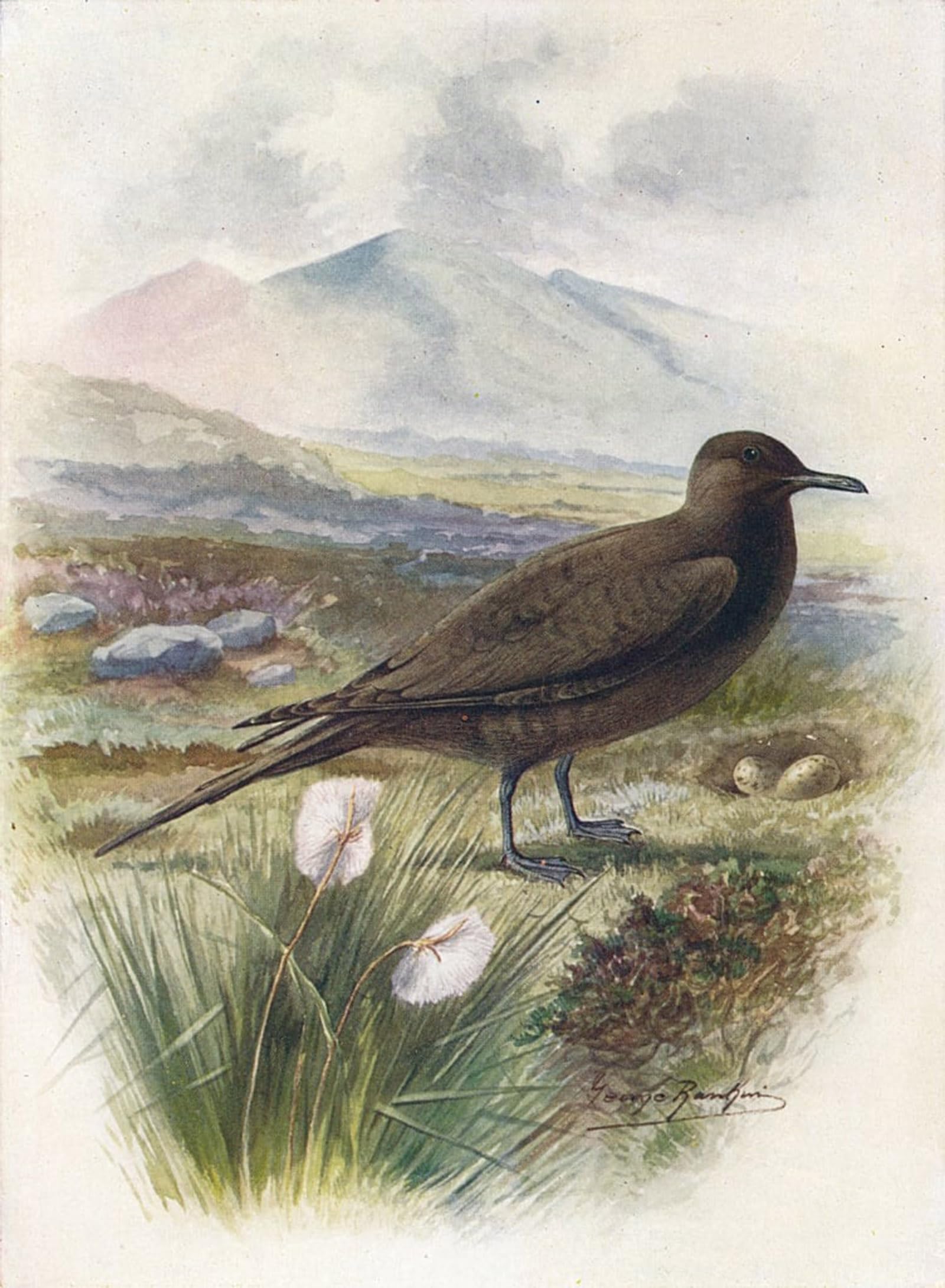 POSTERIIk Vintage Classic Picture Landscape Artwork Arctic or Richardsons Skua Stercorarius Crepidalus by George Rankin Portrait Canvas Painting for Office Home Decor 60x90cm