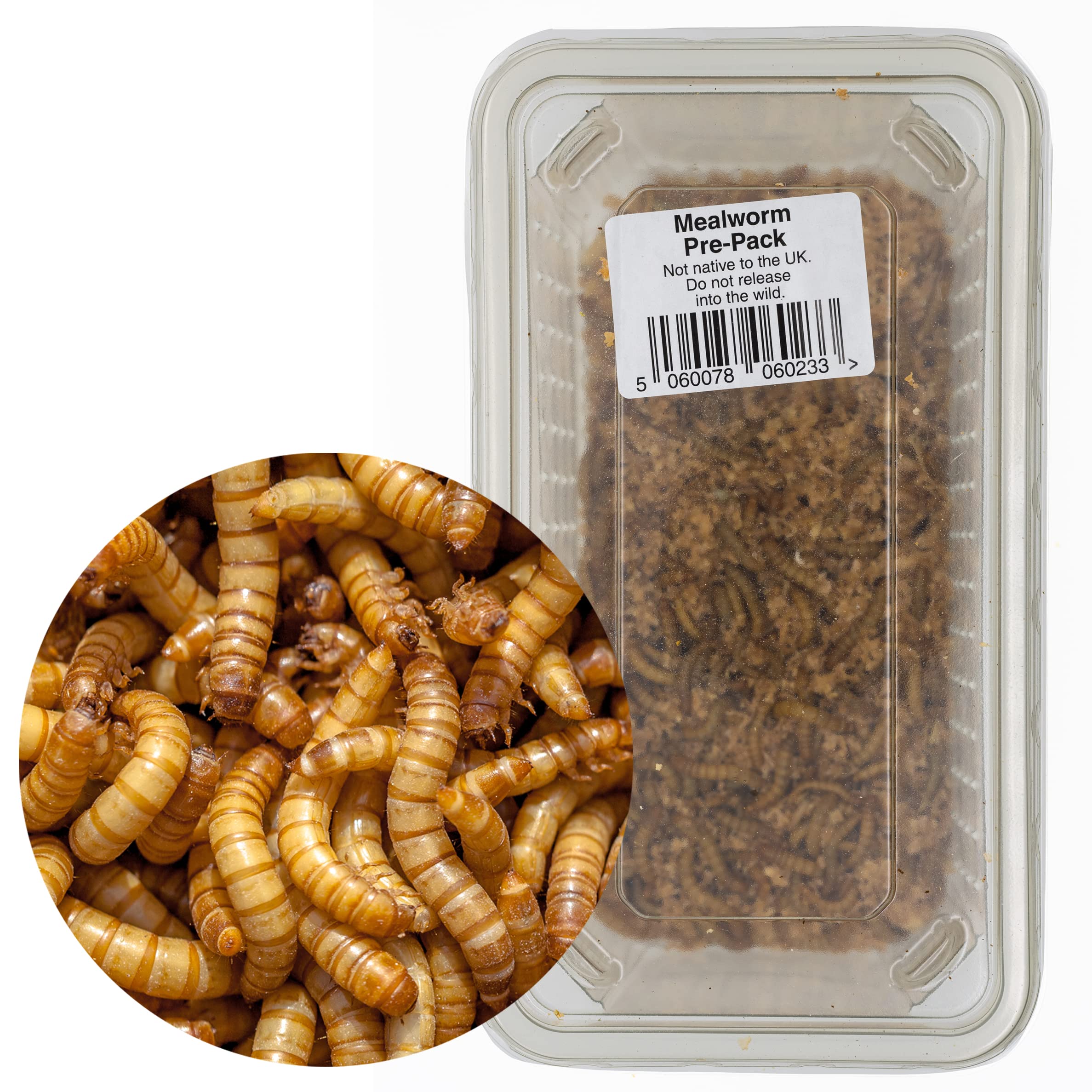 Live Mealworm 60g Tub (20-30mm) - Live Food for Reptiles & Garden Birds