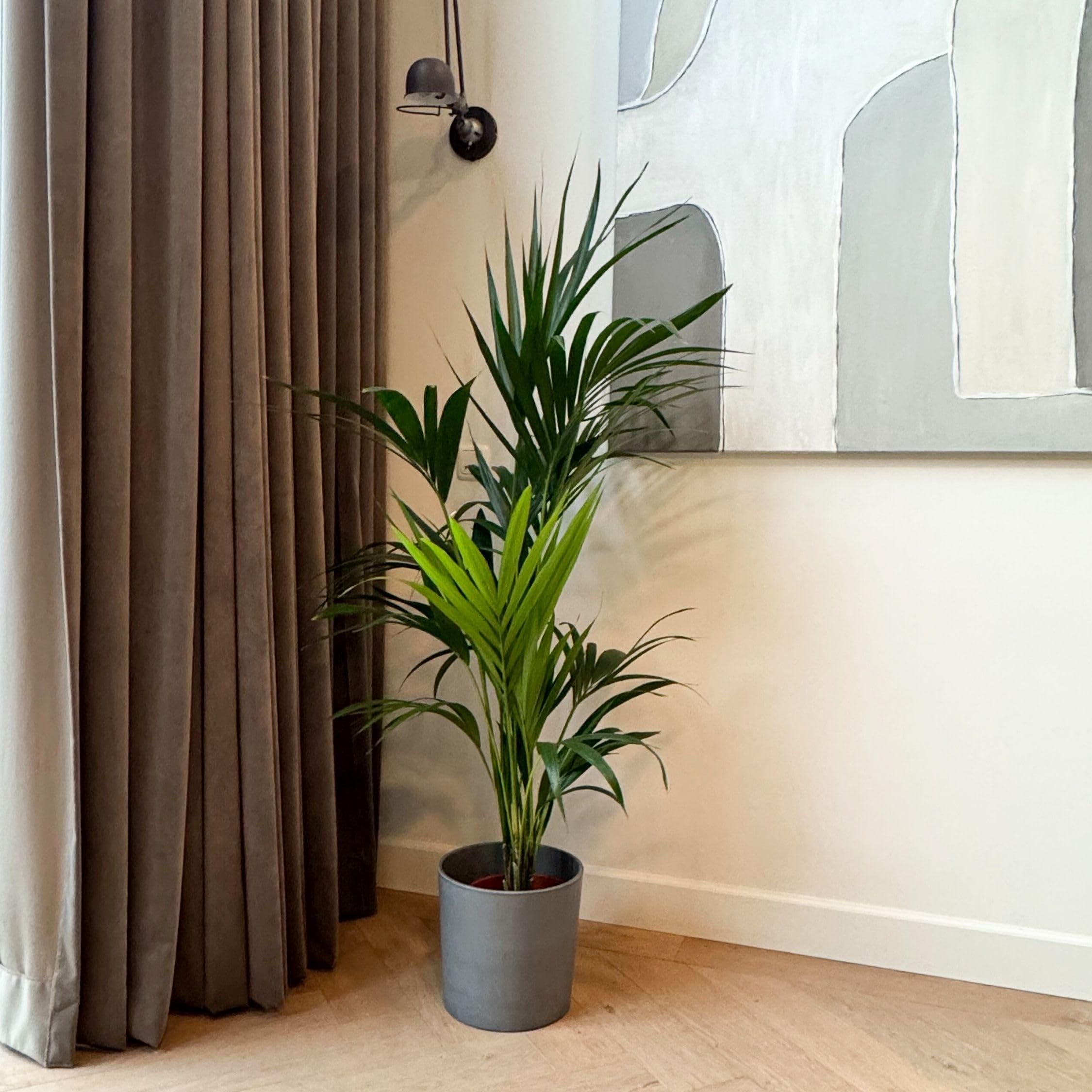 Plant in a Box - Howea forsteriana - Kentia - Palmera de interior - Maceta 21cm - Altura 130-140cm - Planta verde - Siempre verde
