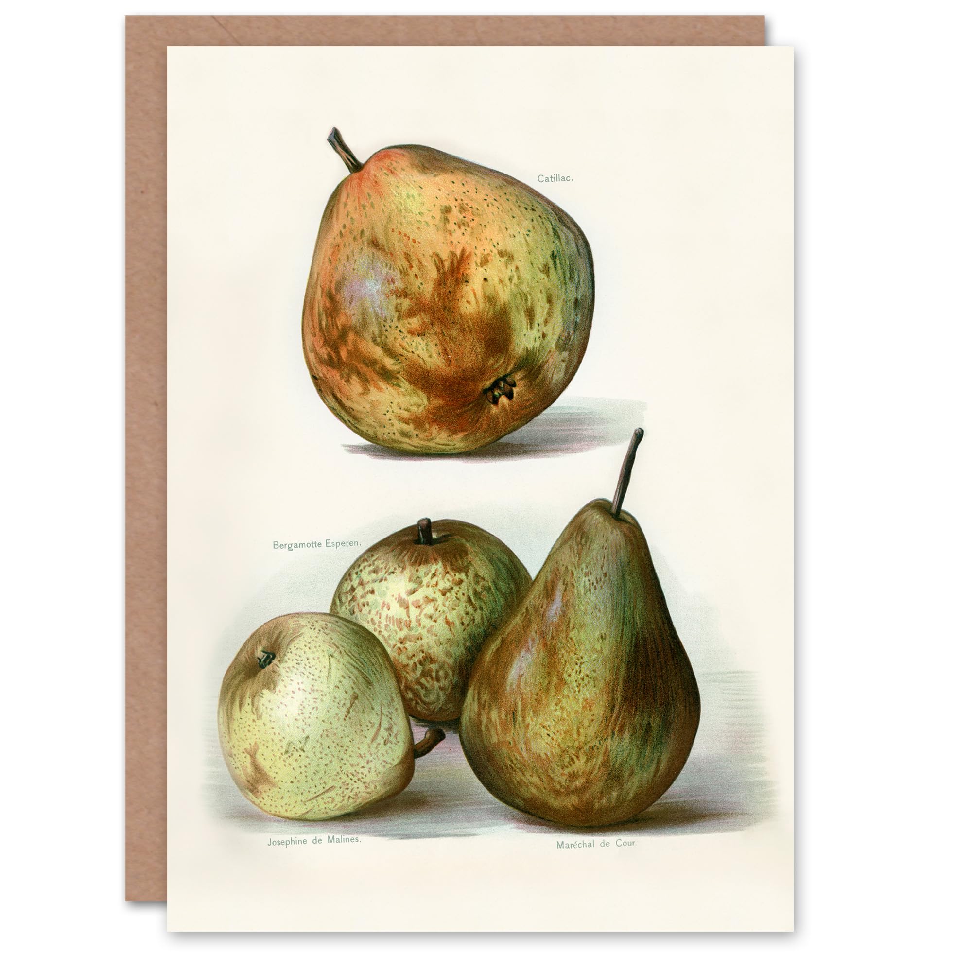 Artery8 John Wright Art Card Pear Varieties Vintage Fruit Illustration
