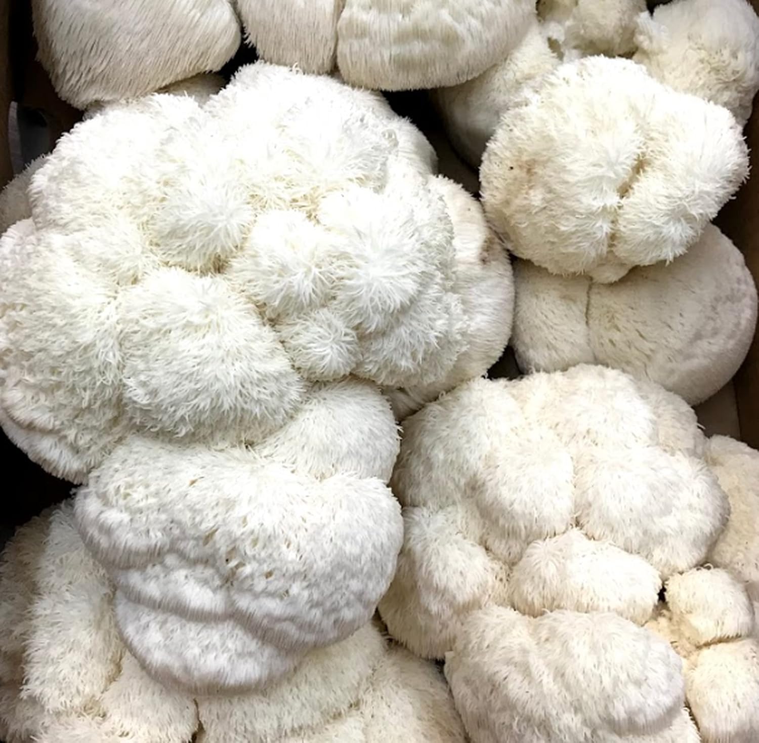 Mushroom Liquid Cultures - Live Mycelium (3 Pack Wood Lover)