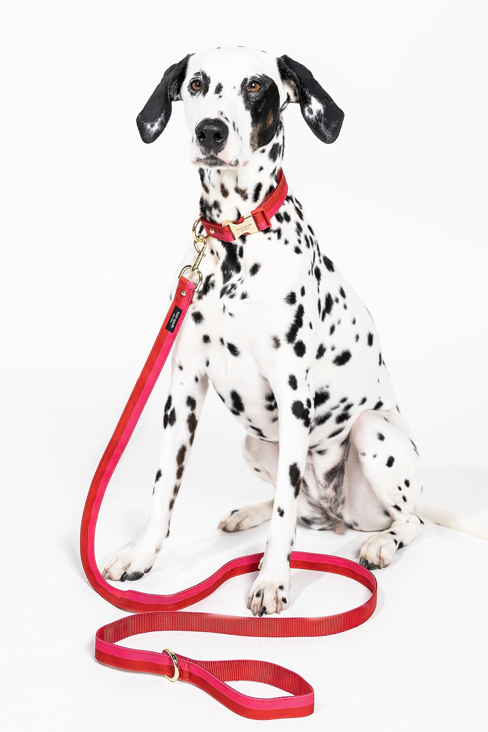 Kate Spade New York Correa de perro de 6 pies, correa resistente para perros hembras o machos, bonita correa para mascotas con herrajes de metal dorado, correa larga para perros para razas medianas y