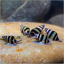5 x Predatory Snail Clea Helena Snail Eater Anentome