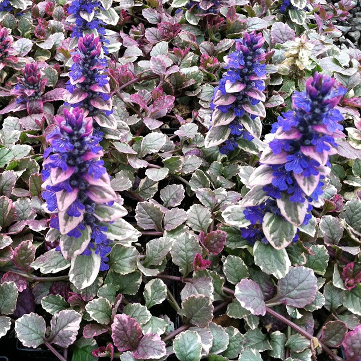 6 x Kriechender Gnsel 'Burgundy Glow' - Ajuga Reptans 'Burgundy Glow' Topf  9x9cm: Glhende Farben im Schatten. : Amazon.de: Garten