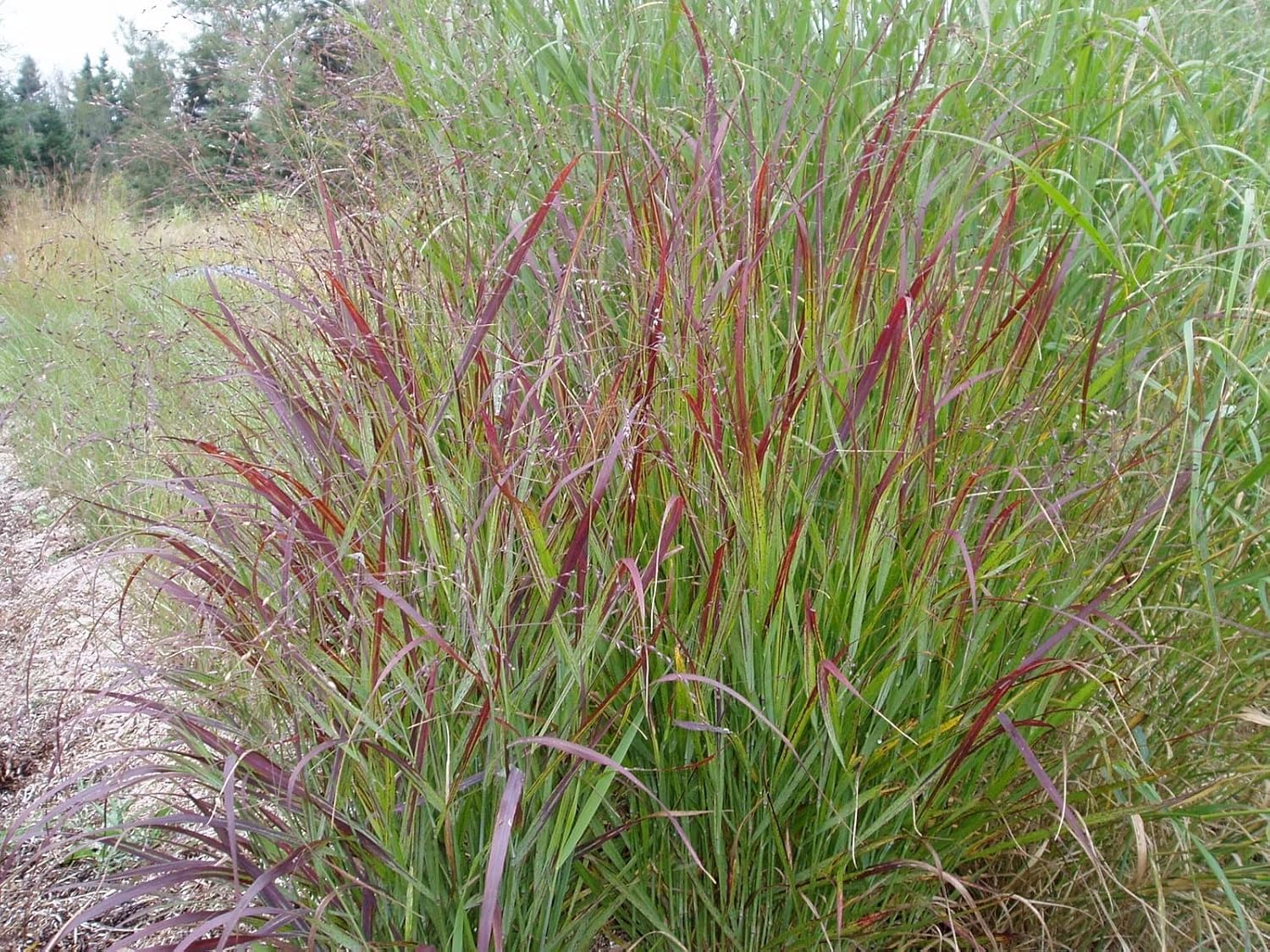 Stauden Gänge 10 x Panicum virgatum 'Rotstrahlbusch' Rote Rutenhirse | Rotes Ziergras für Sonne, Blüte August bis Oktober, mehrjährig, 1 L Topf (11x11 cm)