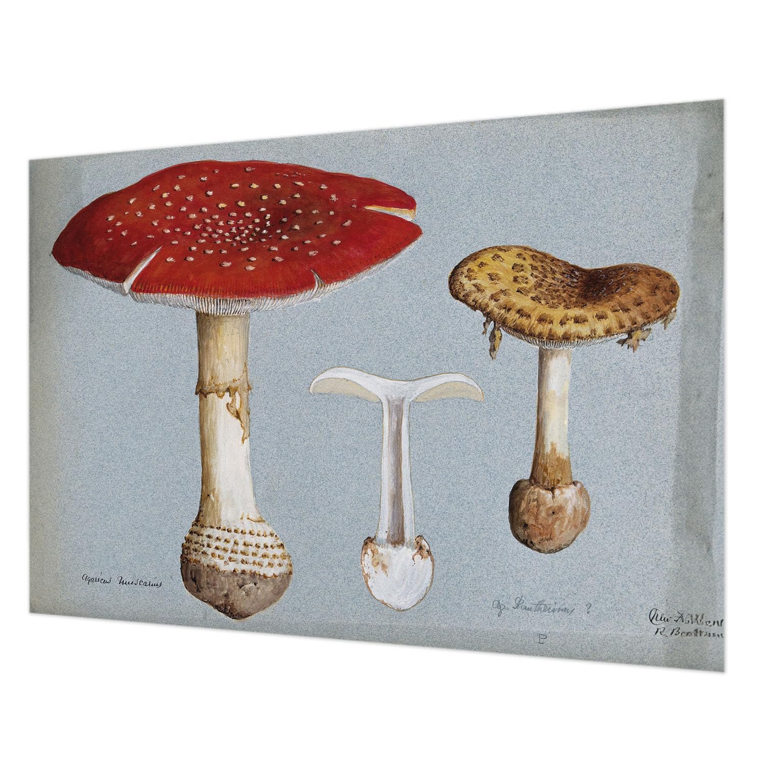 Papier Peint Mural Intissé Champignons 312x219 cm Décoration Chambre Salon