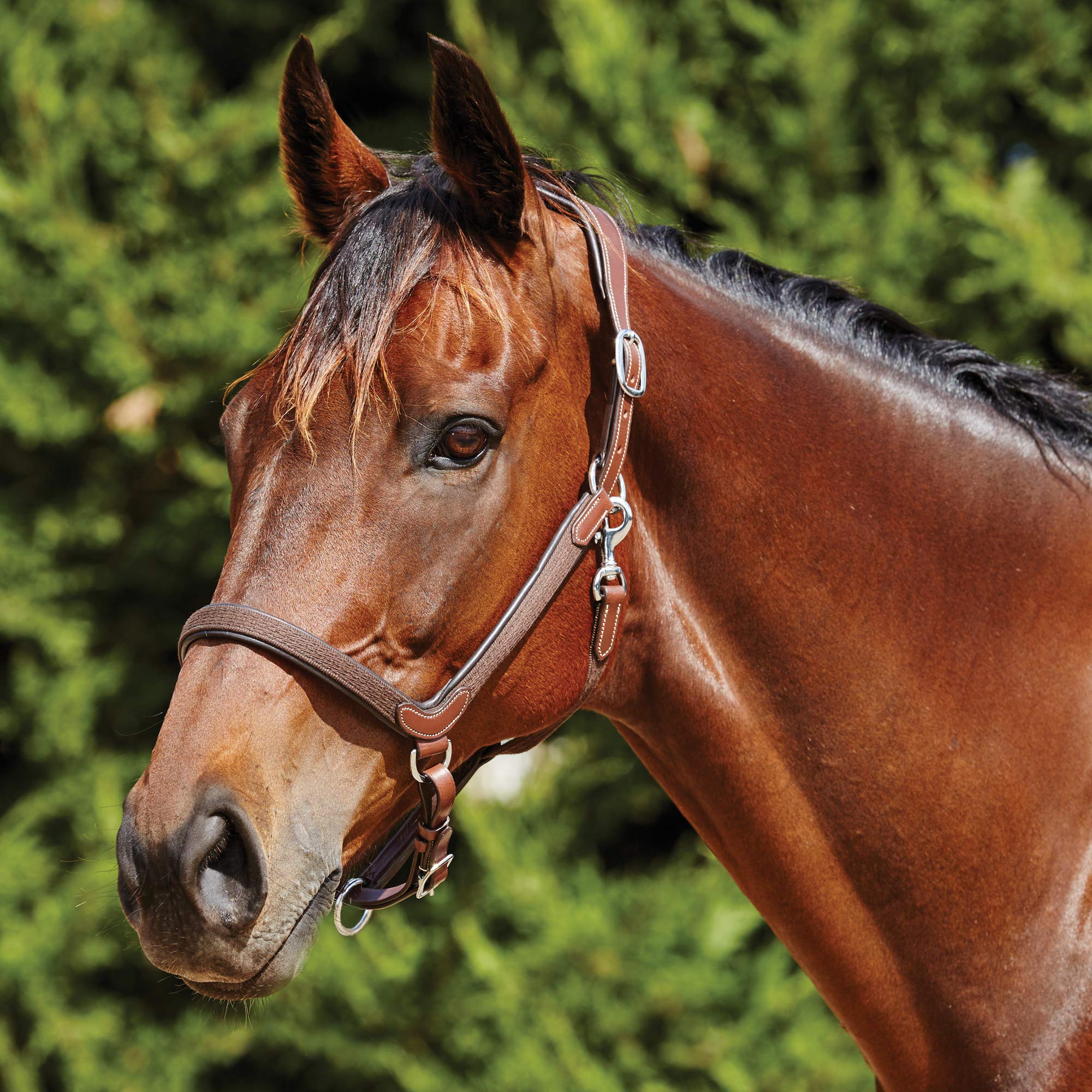 Weatherbeeta - Cabezada de piel modelo Comfitec (Pony) (Marrón)