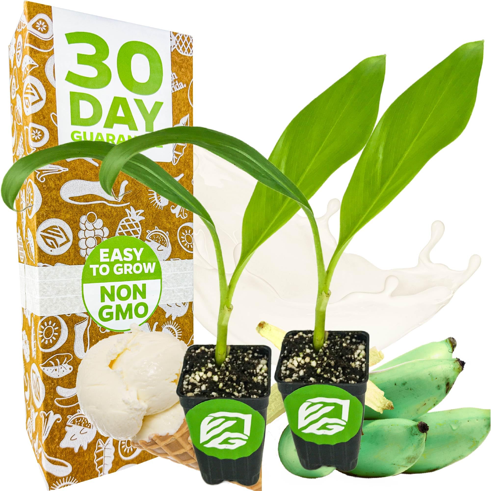 Ice Cream Banana Tree 2 Pack Wellspring