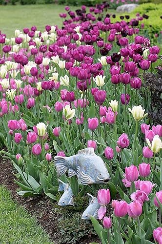 Miniatura 14 de 20 bulbos de tulipanes mixtos, flores de primavera vibrantes, fácil plantación de otoño, bulbos de tulipanes a granel, flores perennes, bulbos