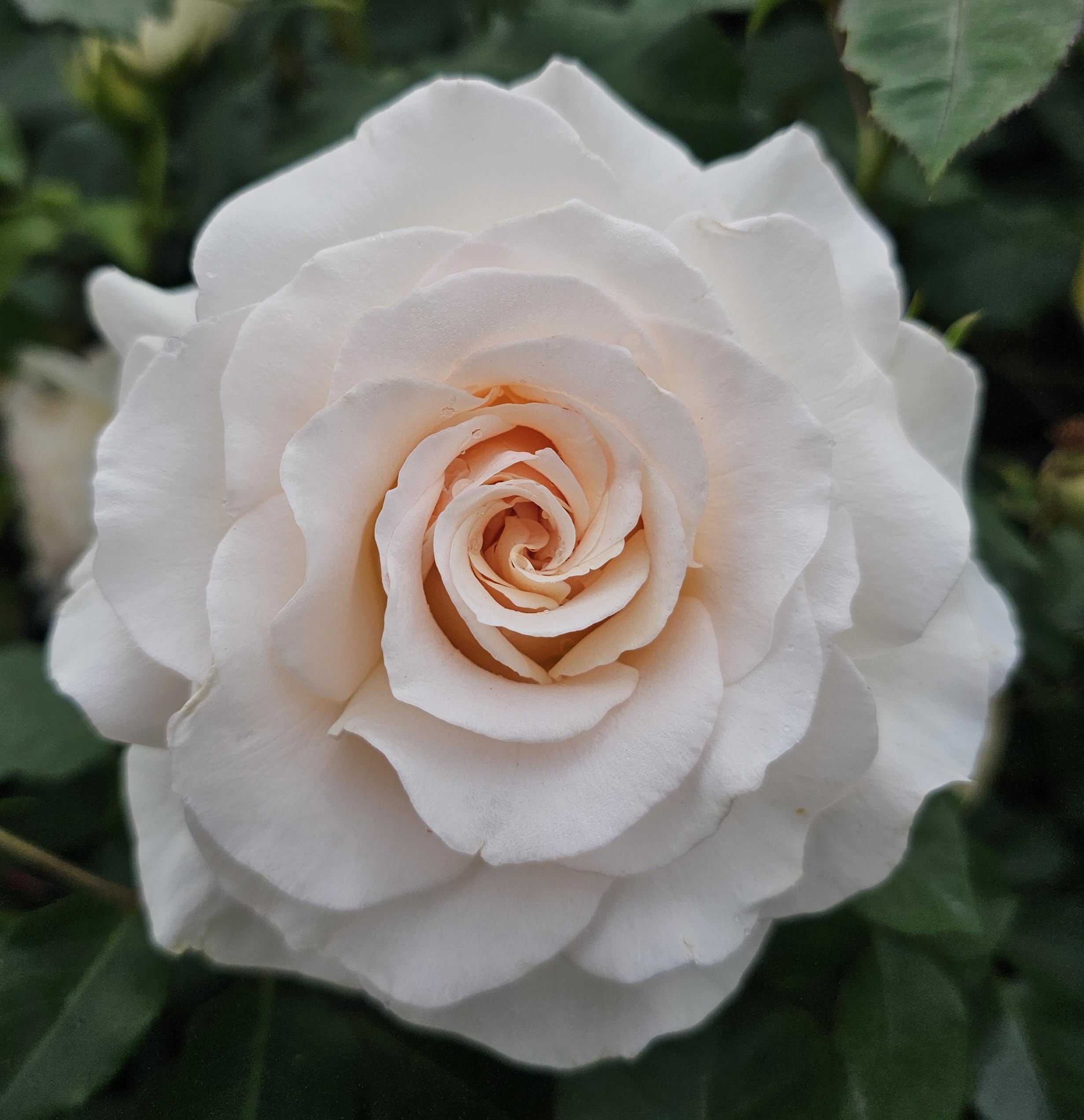 Amazon.com : French Lace Rose Bush, Rose Bushes Ready to Plant, 2