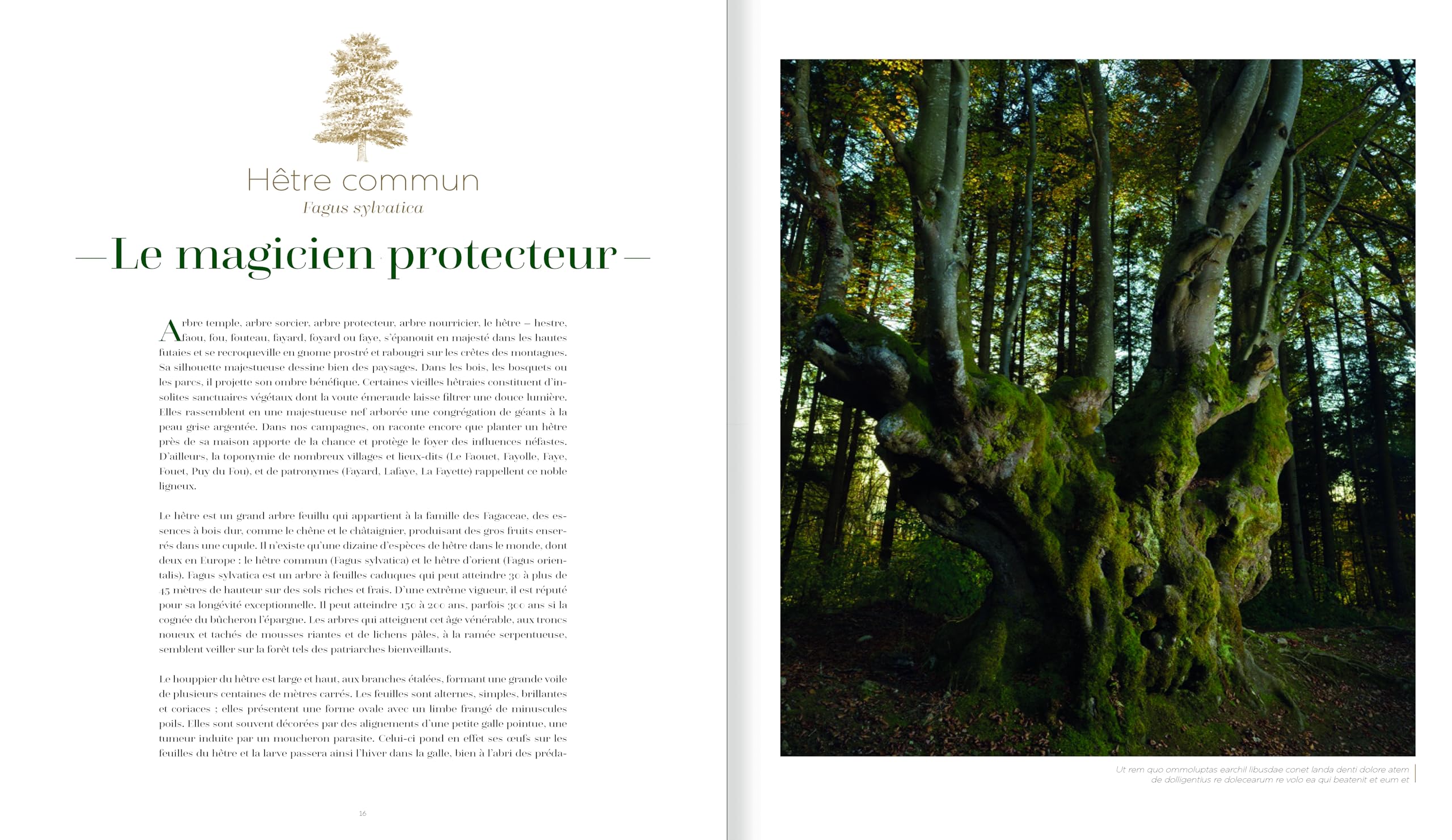 Arbres, secrets de géants