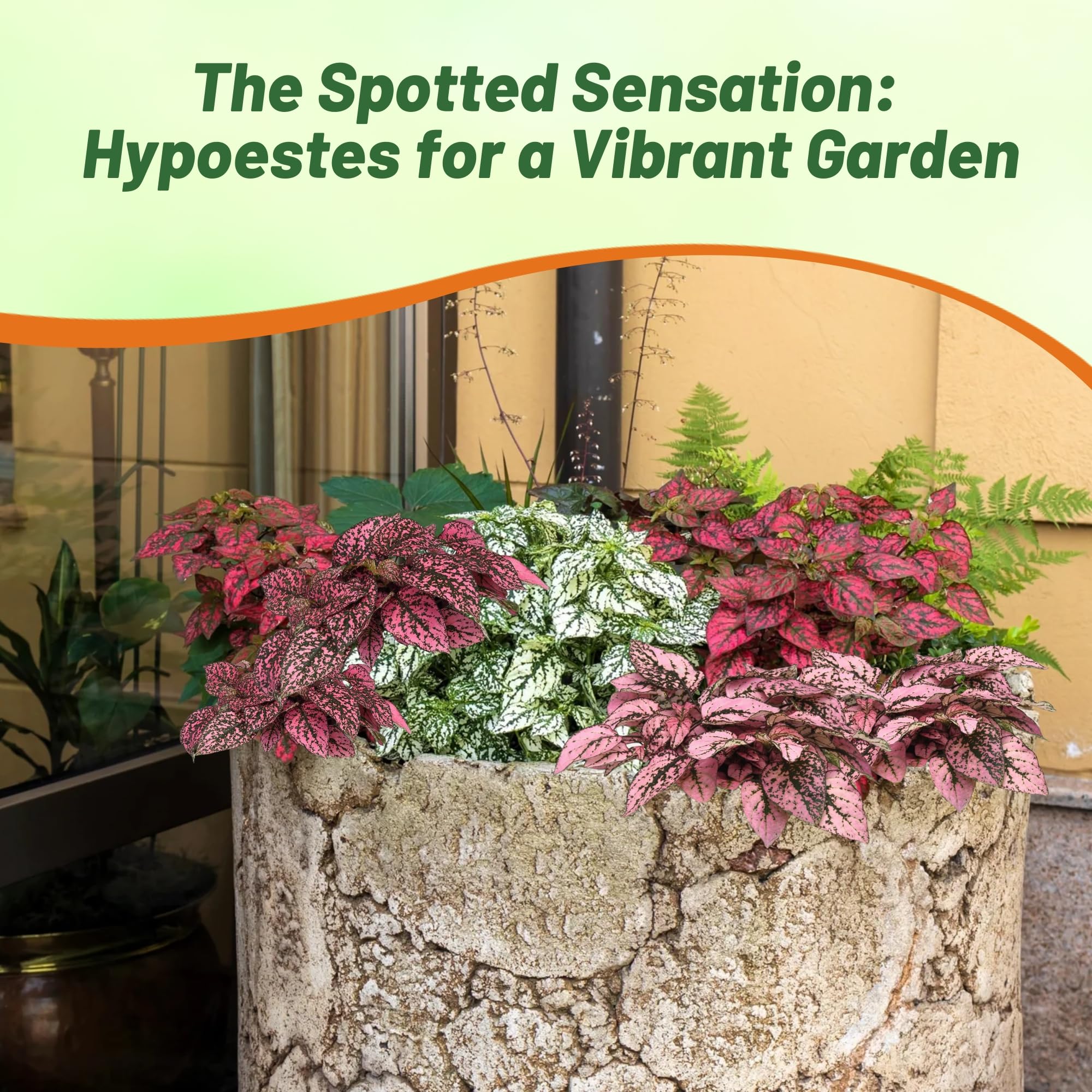 Amazon.com: Outsidepride Splash Select Mixed Hypoestes Seed for Planting -  50 Pcs Perennial Polka Dot Plant Seeds w/Variegated Foliage for Containers,  Hanging Baskets, Small Gardens, Both Indoors & Outdoors : Health &