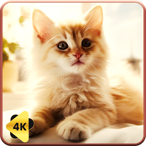 Klänge für Katzen – beruhigende Musik und Wetter.