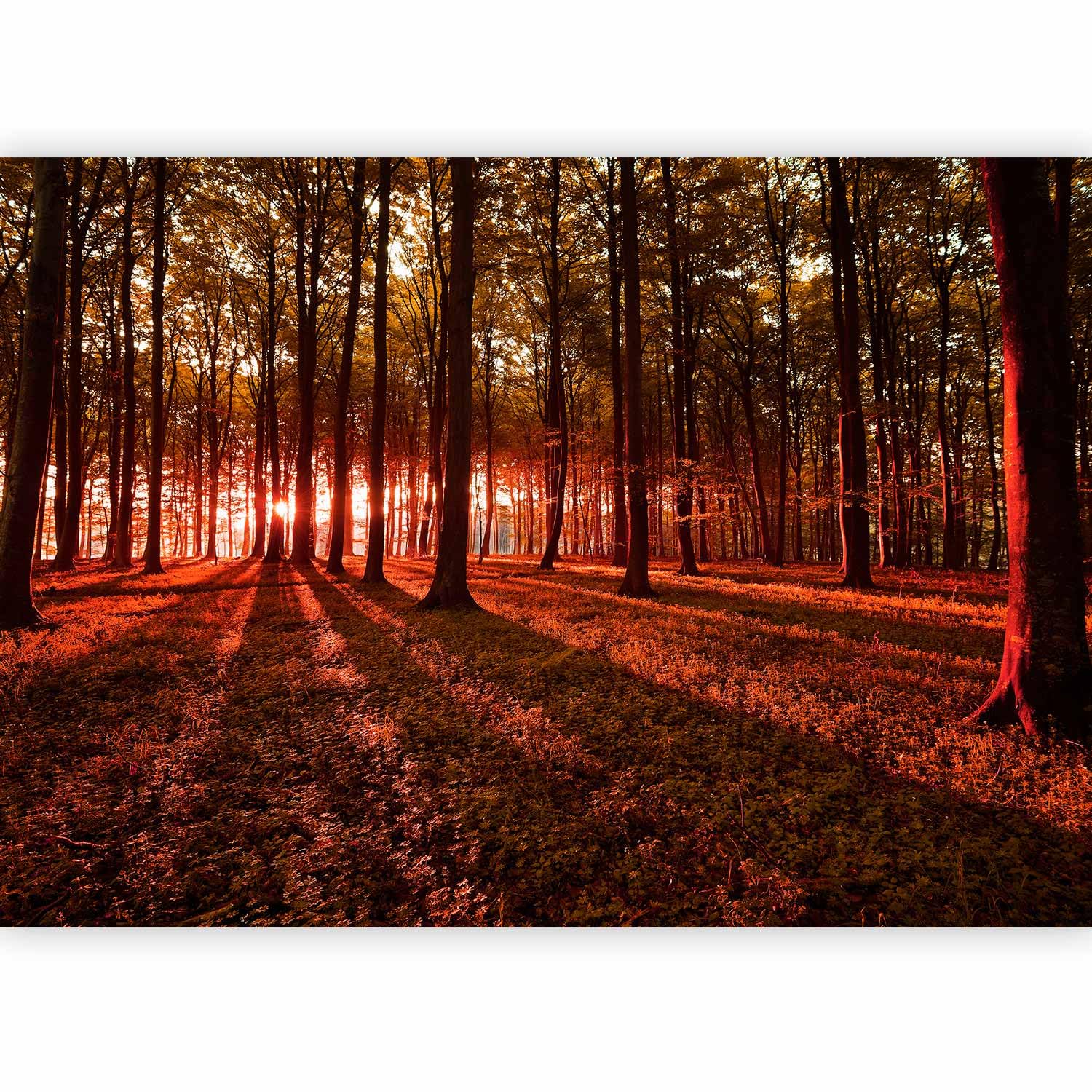 murando Photo Wallpaper 300x210 cm Non-Woven Premium Art Print Fleece Wall — image 1