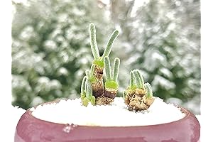 Monilaria Obconica Rare Seeds for Plant Lovers