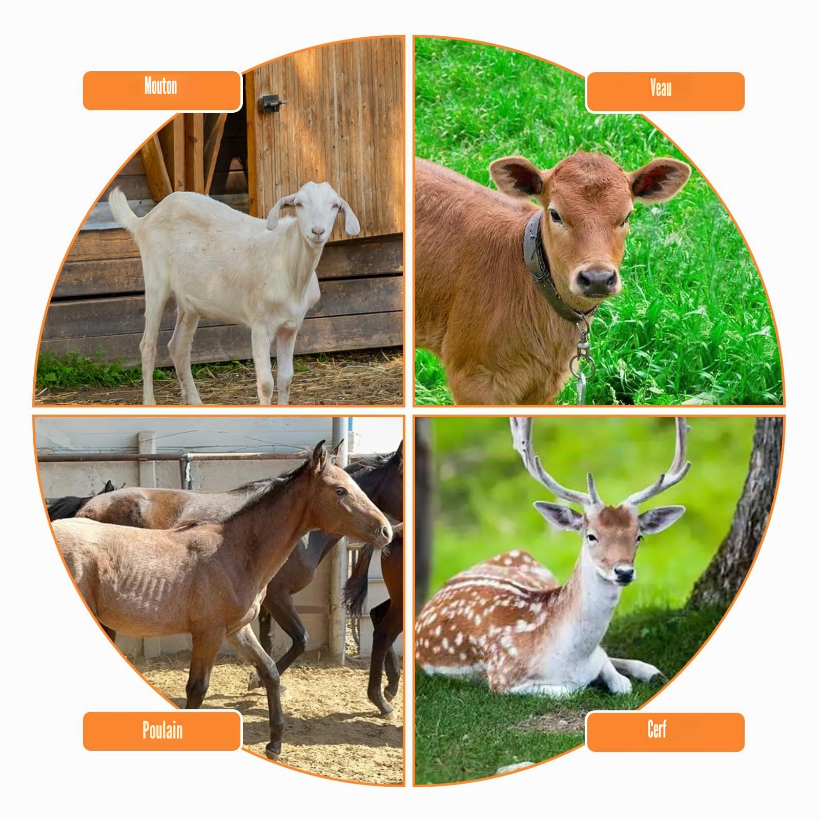 Grand RâTelier à Foin pour ChèVres 2 en 1 Mangeoire à Foin et à Grains RâTelier à Foin pour Chevaux en Acier Galvanisé pour ChèVre Moutons Cheval BœUf 107*65*90cm | Grand ramasse-foin autonome en métal robuste sans déchets pour moutons, chèvres, chevaux,
