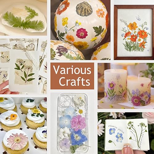 Vista 46 de 48 piezas de flores secas prensadas naturales para decoración de pasteles, flores secas reales para la fabricación de joyas de resina, manualidades