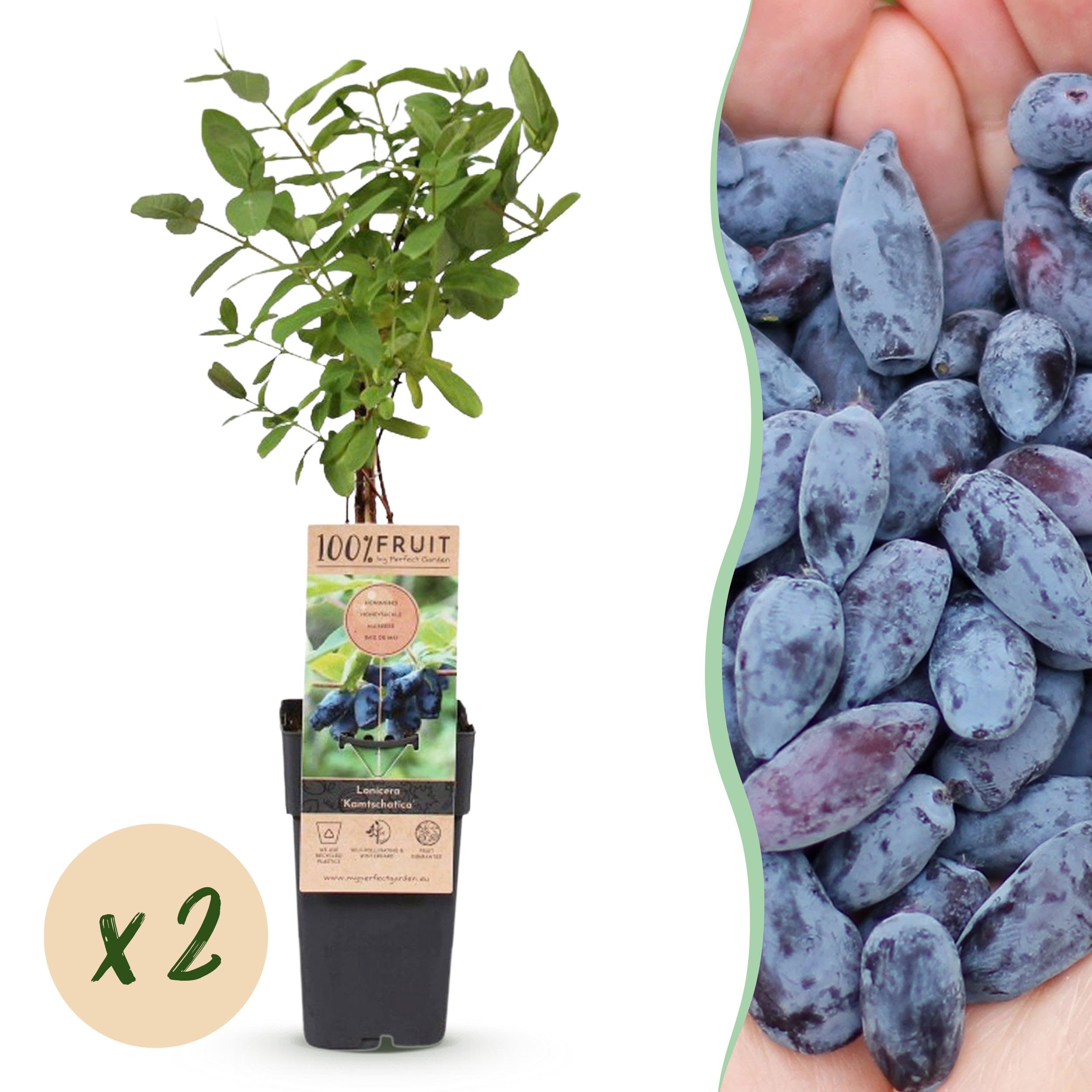 Green boutiQ - Obstpflanze - Lonicera caerulea Kamchatika - Honigbeere - Winterhart - Blaue Frucht - 2 Pflanzen - Topf 15cm - Höhe 50cm
