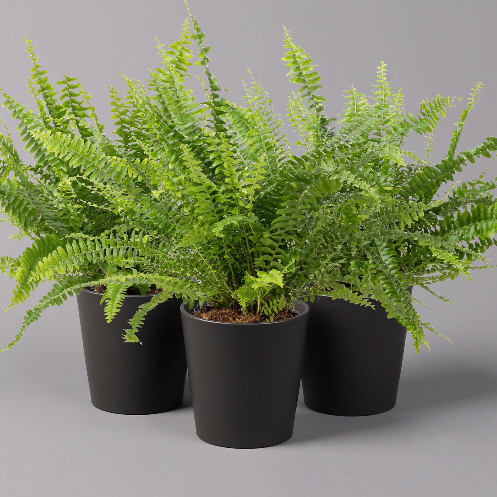 Schwertfarn 'Green Lady' in Keramiktopf Dallas anthrazit, Topf-Ø12cm, 2er-Set