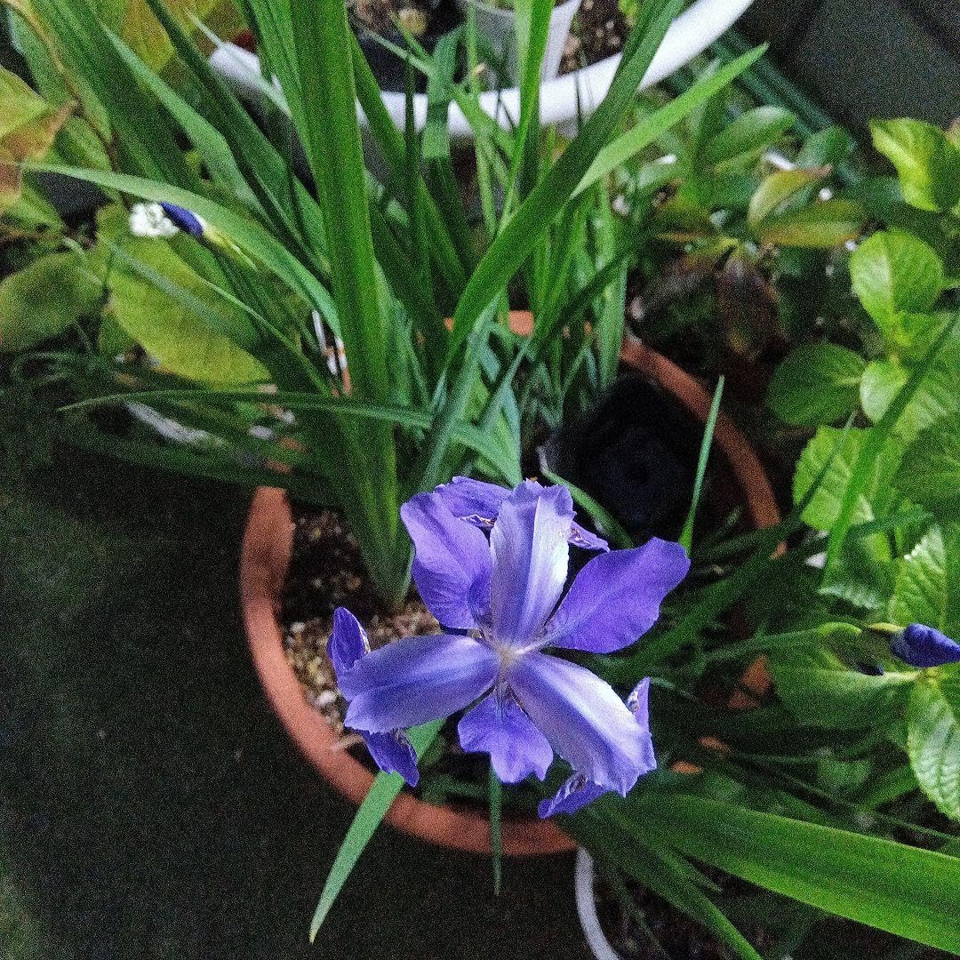 Amazon.co.jp: アヤメの苗 3寸 10芽 : DIY・工具・ガーデン