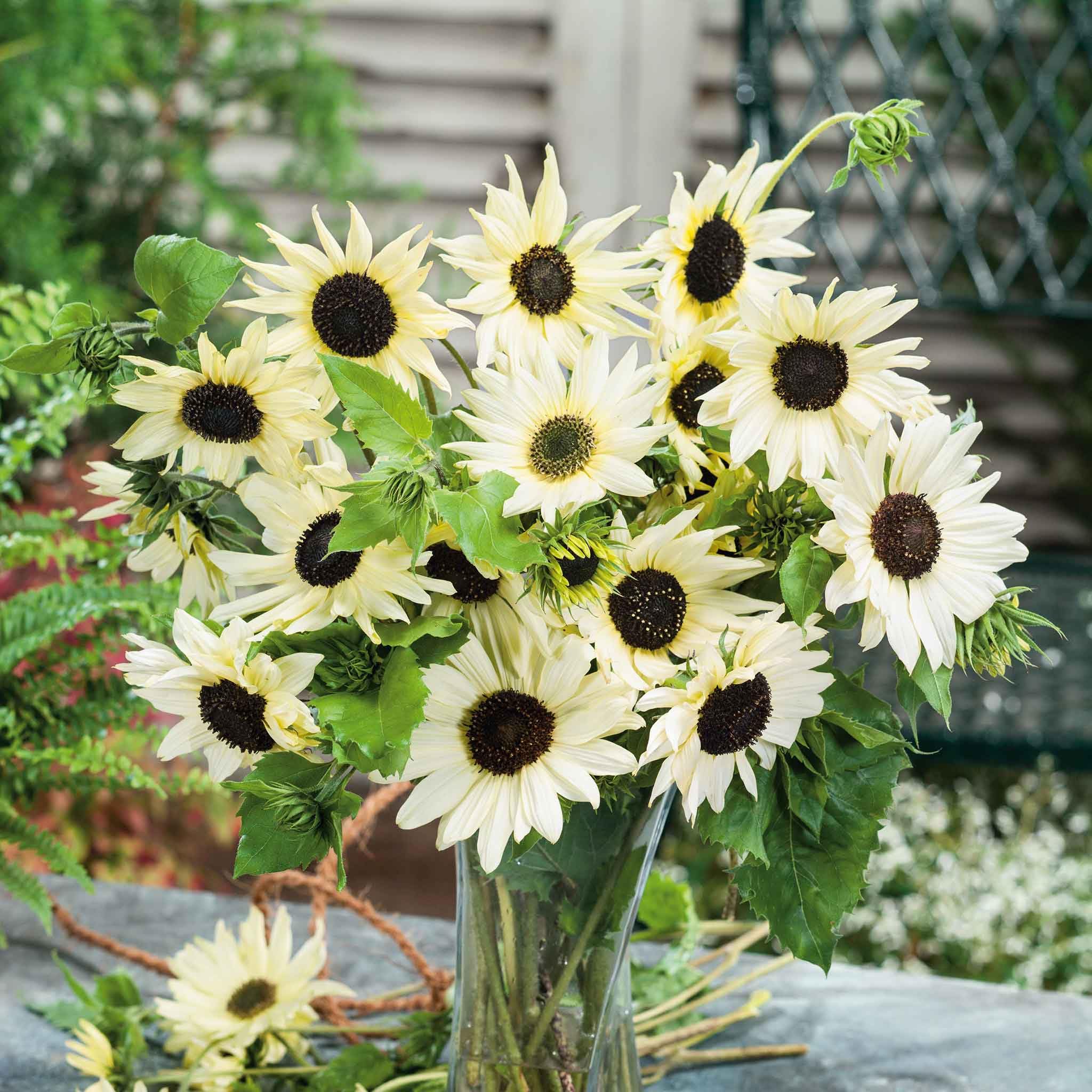 Eden Brothers Italian White Sunflower Seeds