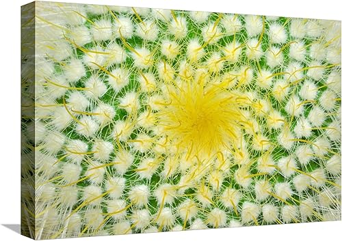 ART.COM Lienzo decorativo para pared, diseño de cactus verde y espinas amarillas (muy grande). por Ruslan Grechka, decoración botánica, 18 x 12
