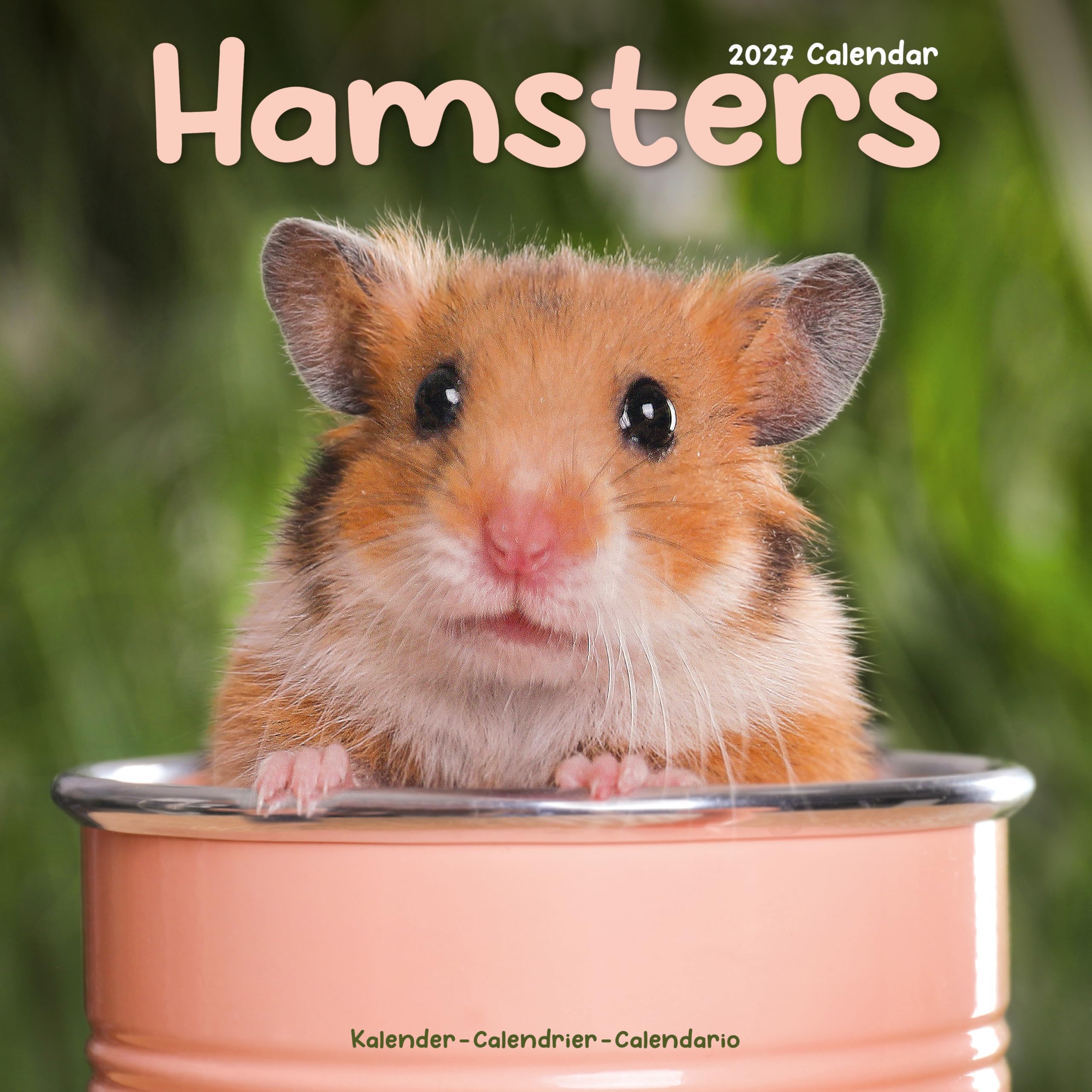 Hamsters 2027 Calendar | Square Wall Calendar | Animal Gift | Plastic Free Packaging | by Avonside Publishing