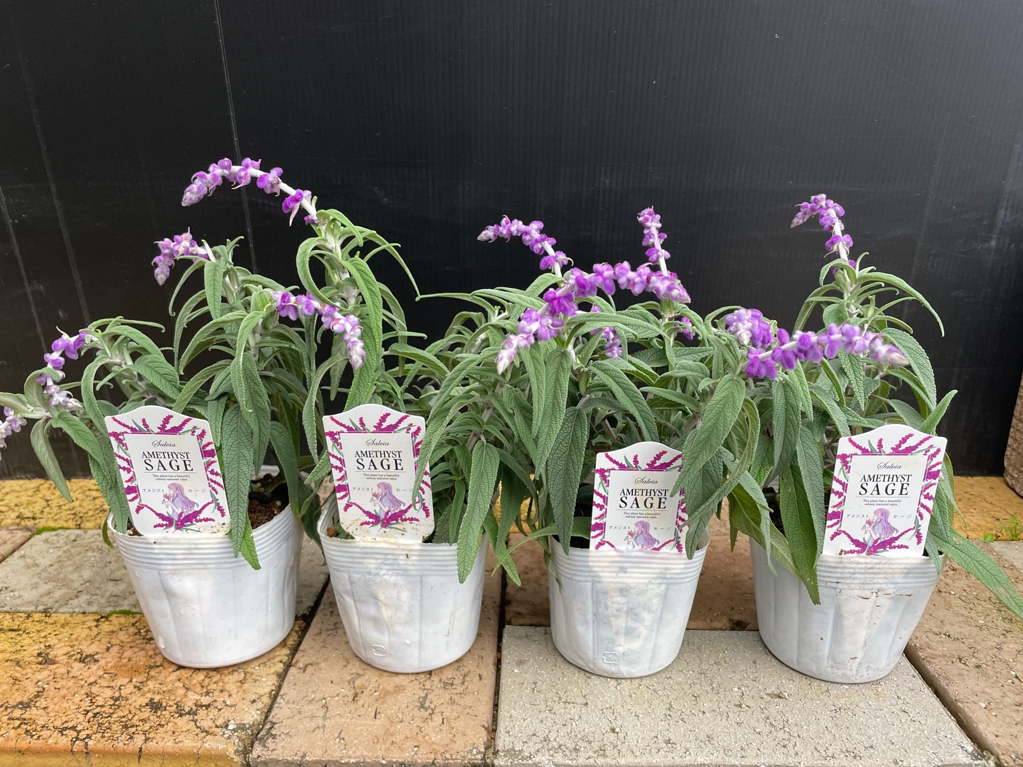 Amazon.co.jp: 毎年咲く【アメジストセージ 3.5号 4個セット】宿根草