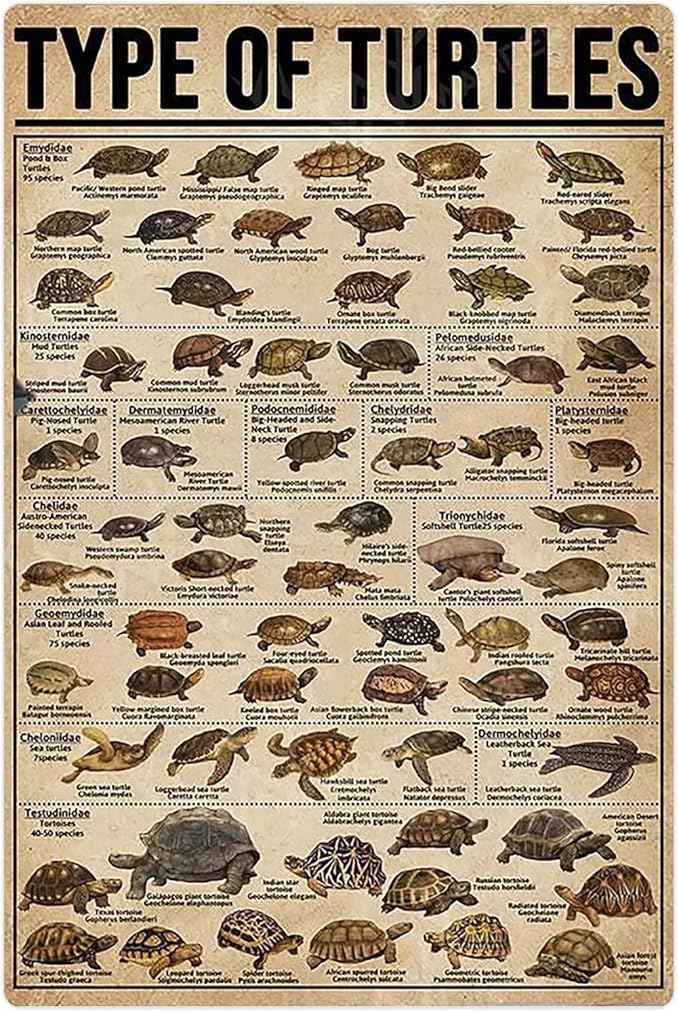 Amazon.com: Turtle Infographic Metal Tin Signs Type Of Turtles Posters ...