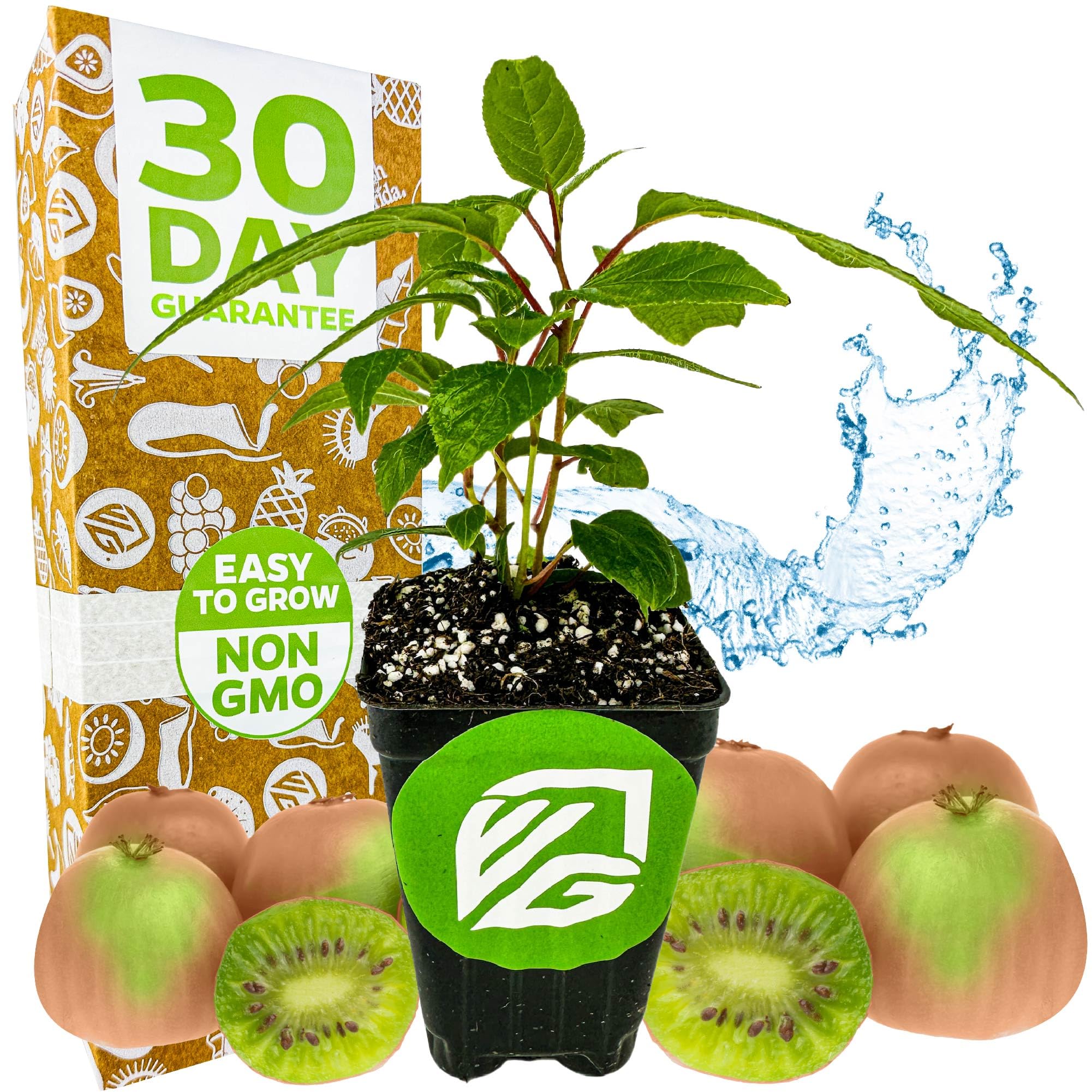 Amazon.com : Prolific Hardy Kiwi Live Plant - Self-Fertile