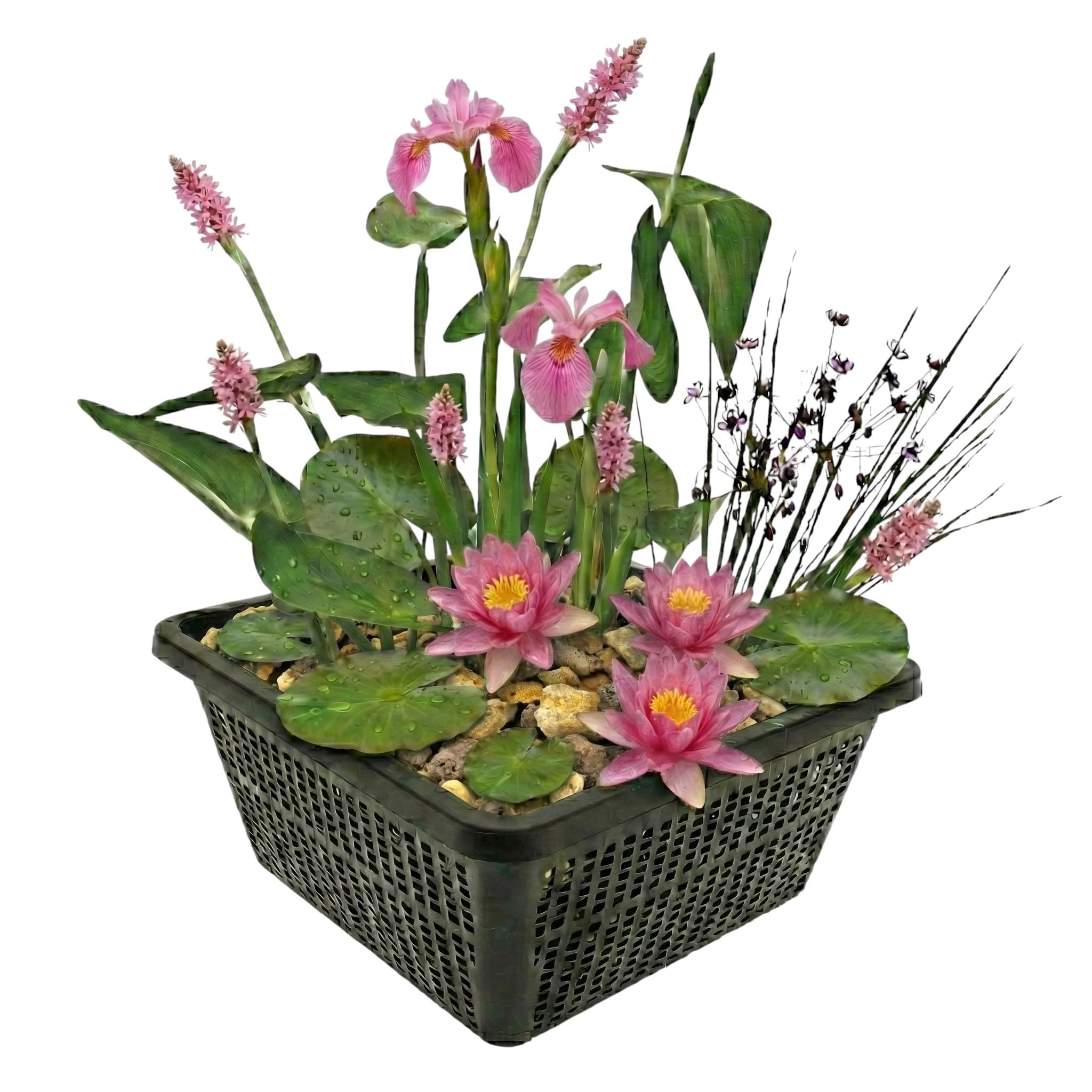 vdvelde․com - Mini pond rosa, ninfea nana e 4 piante acquatiche | Iris fiorito e pontederia, con cestino, substrato e concime, fioritura da maggio a settembre