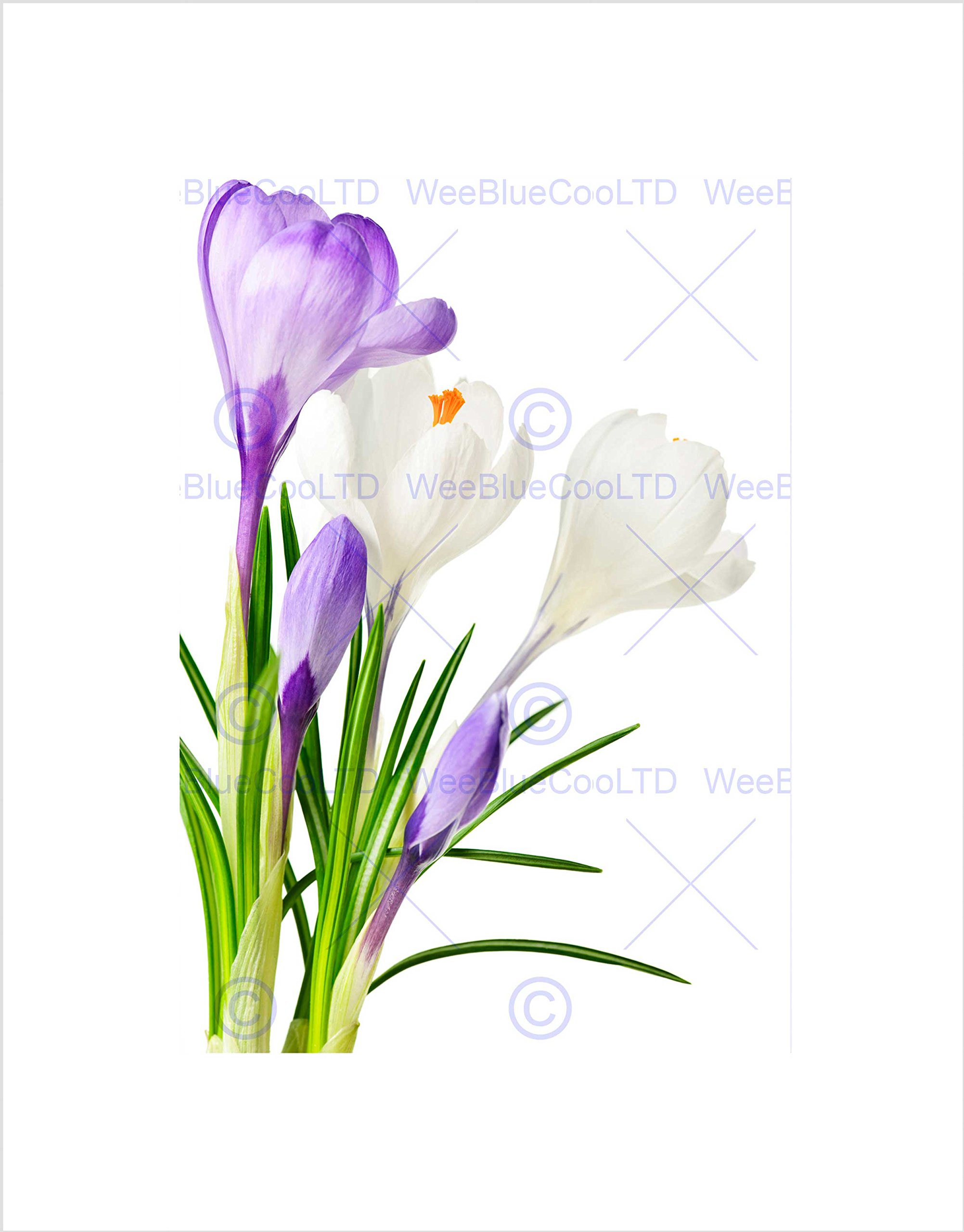 Wee Blue Coo Purple White Spring Flowers Bloom Art Picture Wall Art Print