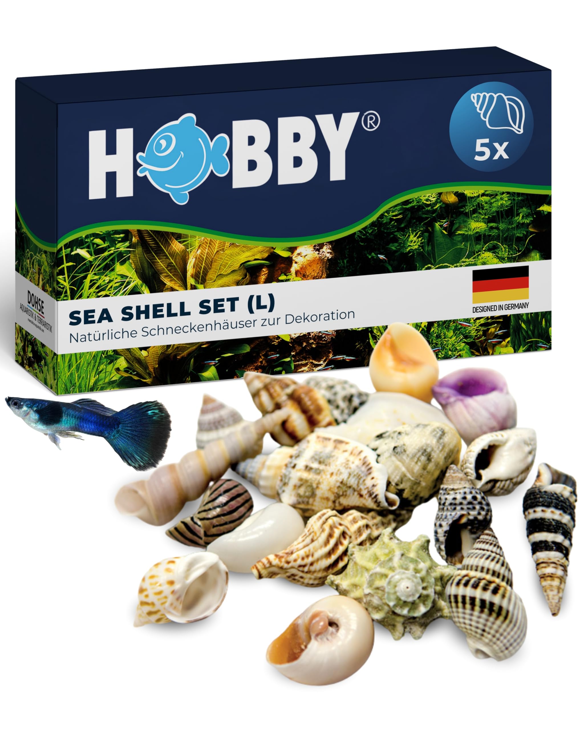 HOBBY Aquaristik Sea Shell Set L I 5 Stück I natürliche Schneckenhäuser zur Dekoration von Aquarien, Terrarien uvm I nachhaltige und umweltfreundliche Aquarium Deko I echte Muscheln
