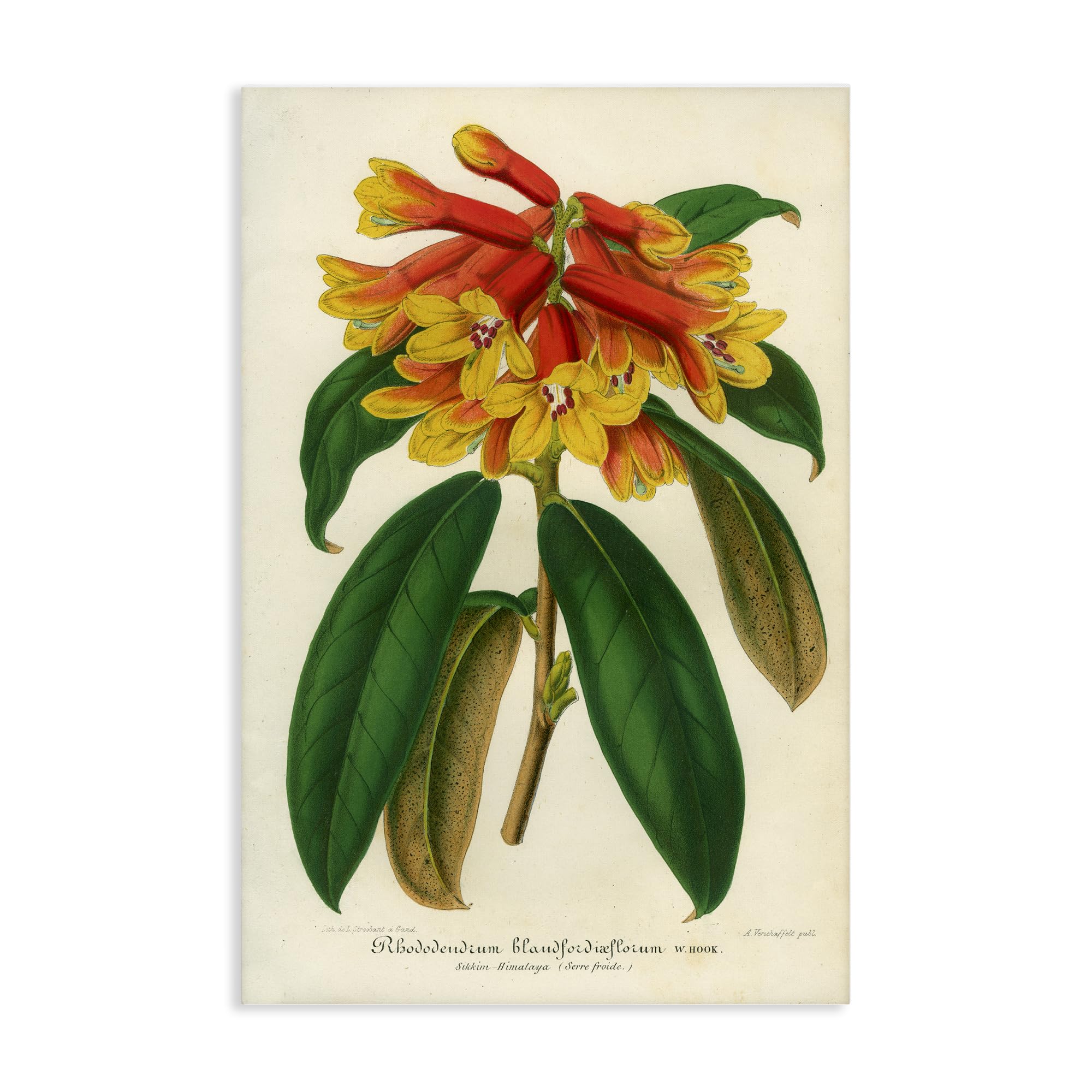 Stupell Industries Unframed Orange Yellow Rhododendron, 24 X 36 Inch Canvas Wall Art