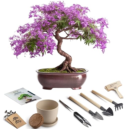 Bonsai Starter Kit – Growing Jacaranda Bonzai Tree from Seeds | Complete Indoor Tree Kit for Growing Plants with Tools & Planter – Gardening Gifts for Mother, Women & Men