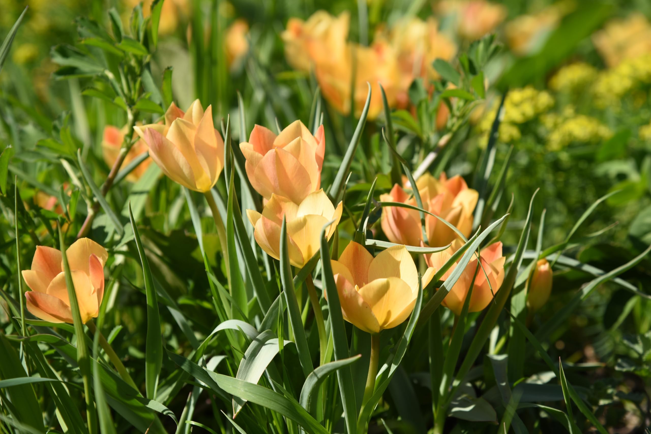 Lincolnshire Pond Plants Ltd - Allium Eros Plant Bulb x5 — view 23