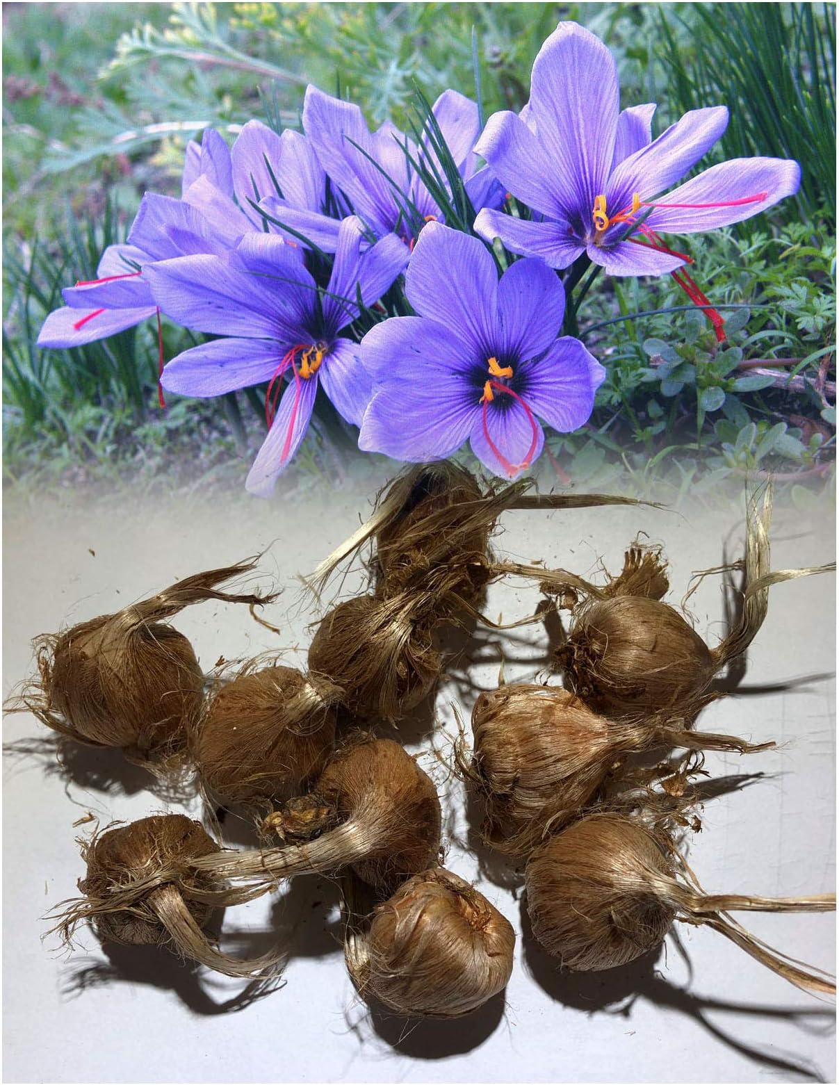 UK Stockist. 10 Crocus Sativus (Saffron) Autumn Flowering Very Expensive Spice Grow Your Own Perennial