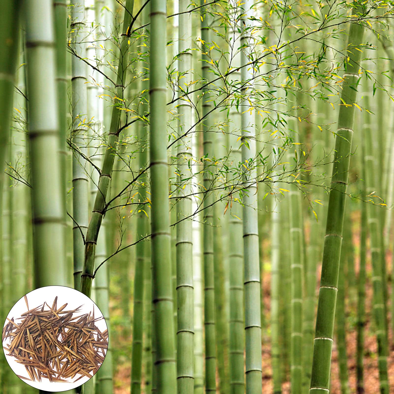 cactus growth rate Grow Your Own Saguaro Cactus Kit (Carnegiea gigantea) – Cactus Seeds – main image 1