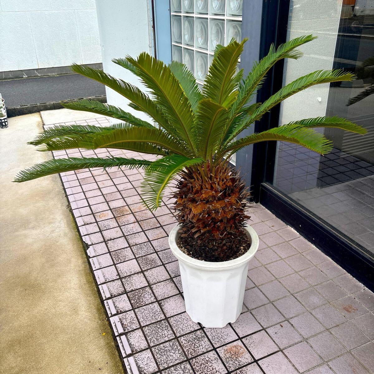 Amazon.co.jp: ソテツ 蘇轍 尺 極太 12号サイズ ヤシ 観葉植物