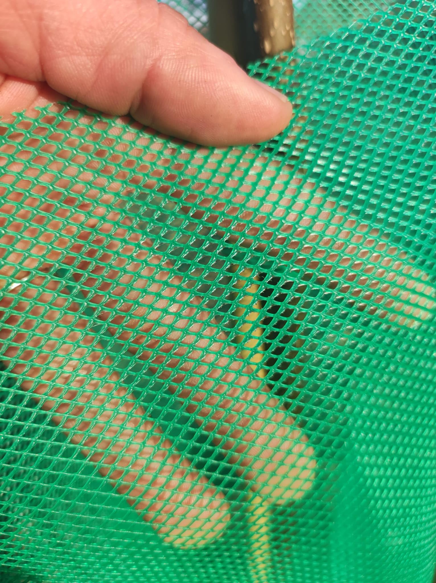 Todo Cultivo Protector de Malla para árboles 60 cm. de Altura. 50 uds Color Verde. Protector indicado para Zonas calurosas Donde la Planta Necesita airearse.